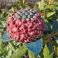 Preview: Hortensienblüte - Gartendekoration - frostfest