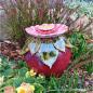 Preview: Rosenkugel mit Insektentränke - Gartendekoration - frostfest