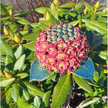 Hortensienblüte - Gartendekoration - frostfest