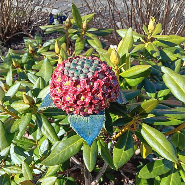 Hortensienblüte - Gartendekoration - frostfest